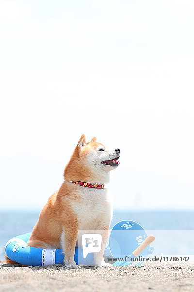 Shiba inu dog on the beach