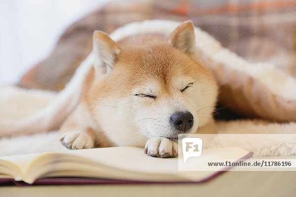 Shiba inu Hund mit Buch unter kotatsu Tisch