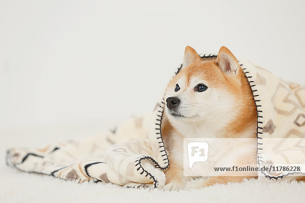 Shiba inu dog wearing blanket