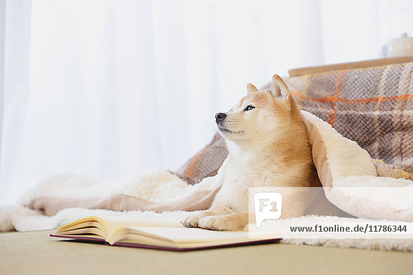 Shiba inu Hund mit Buch unter kotatsu Tisch