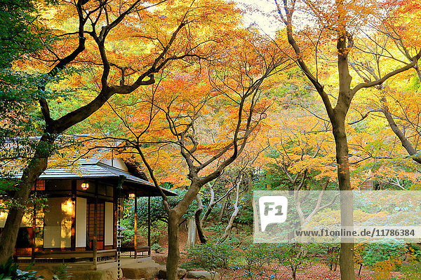 Autumn leaves in a city park downtownTokyo  Japan