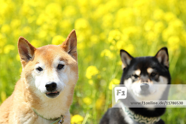 Shiba inu dogs in rapeseed field