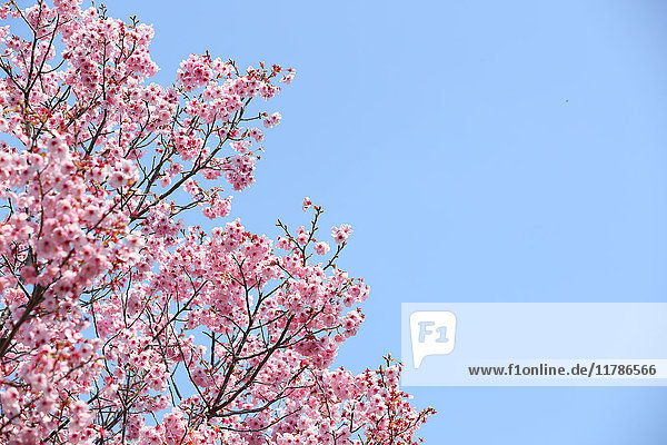 Kirschblüten und blauer Himmel