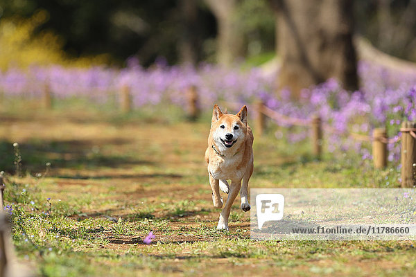 Shiba inu dog in flower field