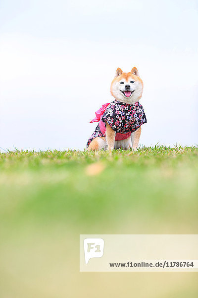 Shiba inu dog wearing a yukata by the sea