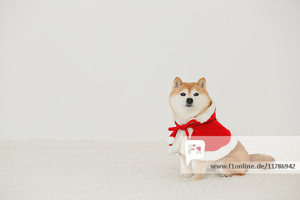 Shiba inu dog with Christmas clothes