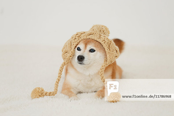 Shiba inu Hund trägt Hut