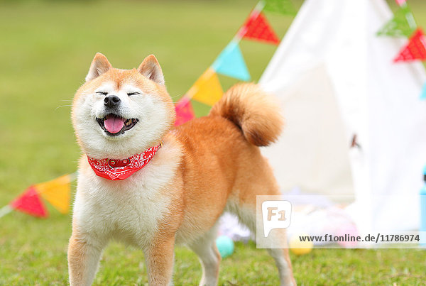 Shiba inu dog by tipi tent