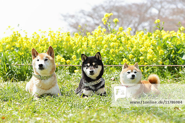 Shiba inu dogs in rapeseed field