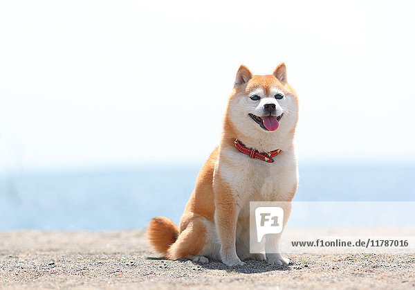 Shiba inu Hund am Strand