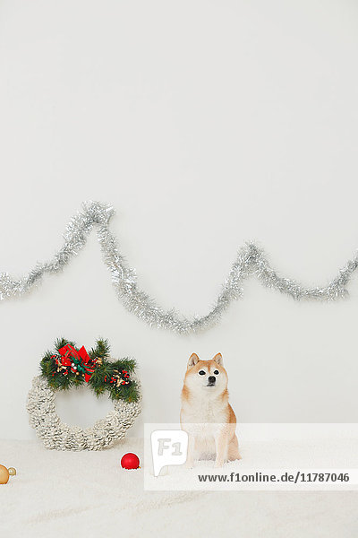 Shiba inu Hund mit Weihnachtsschmuck