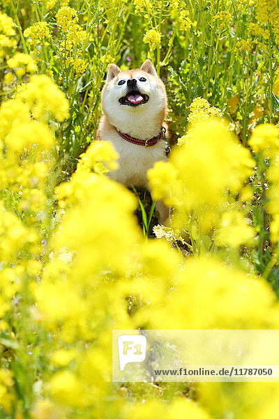 Shiba inu dog in rapeseed field
