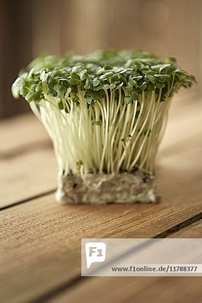 Stilleben hautnah frisch, biologisch, gesund grün kaiware daikon sprossen bunch