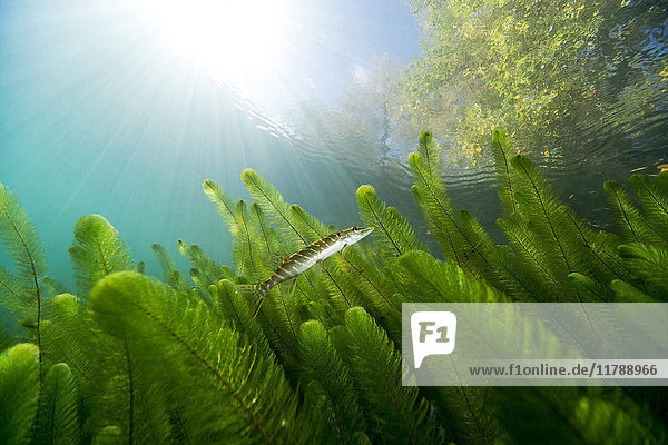 Northern pike in shallow water of a lake
