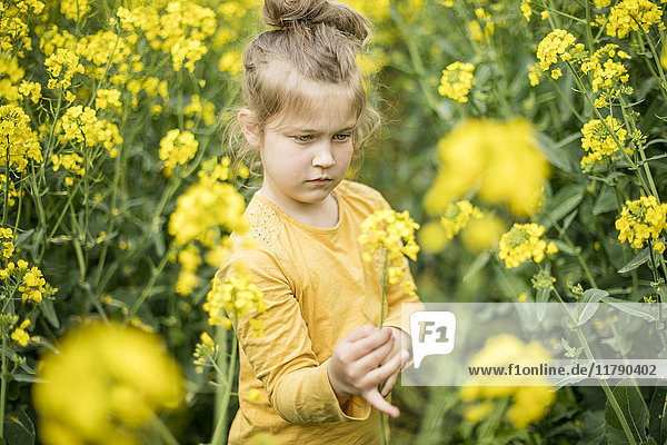 Girl examining plant in rape field