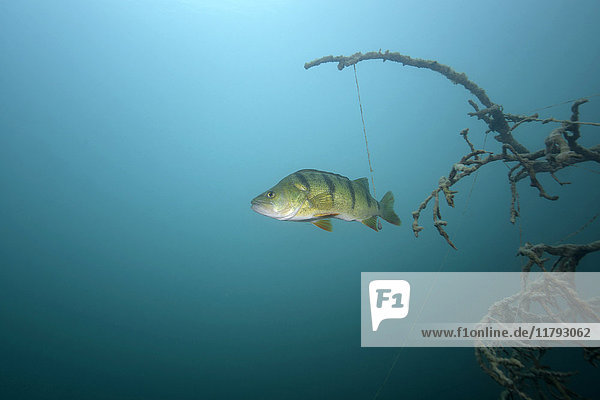 Austria  Carinthia  European perch in Weissensee
