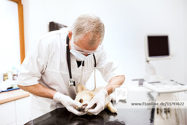 Leitender Tierarzt in der Klinik