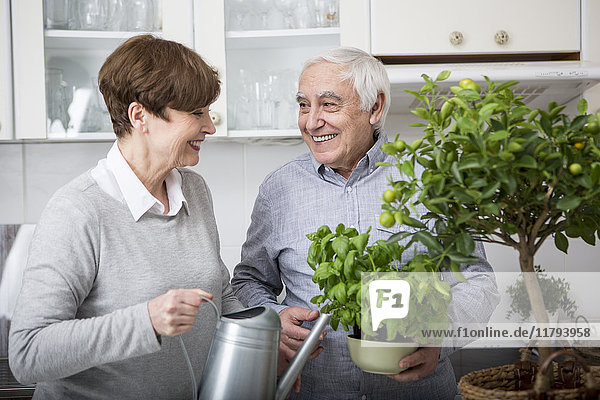 Seniorenpaar bewässert Topfpflanzen in der Küche