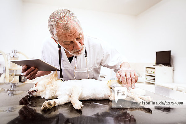 Senior vet with tablet examining injured dog in clinic
