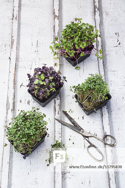 Variety of organic cress and scissors on white wood