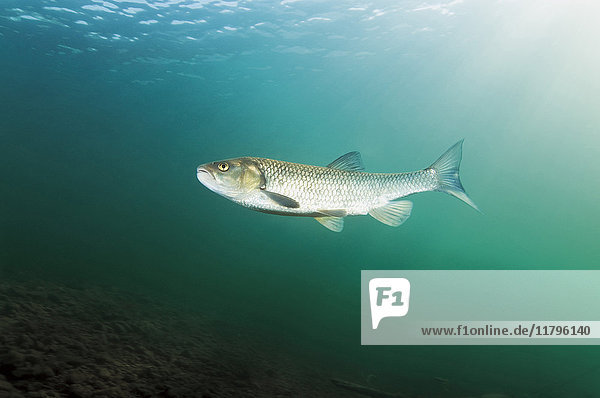 Austria  Styria  chub in Lake Grundlsee