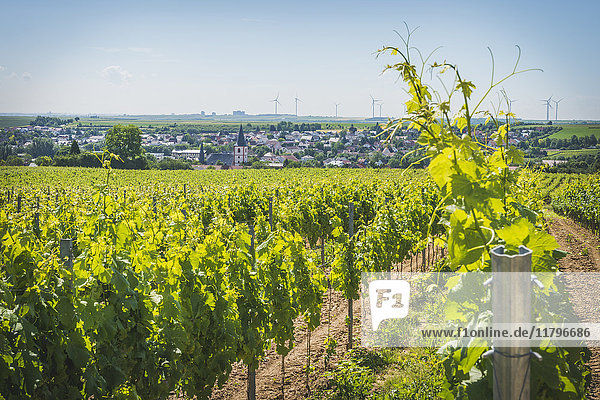 Deutschland  Westhofen  Blick auf das Dorf mit Weinbergen im Vordergrund