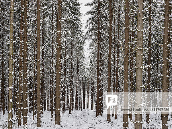 Coniferous trees in forest in winter