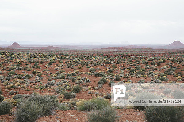 Das Tal der Götter liegt im Herzen des Bears Ears National Monument  einer Wüstenebene mit Gestrüpppflanzen.
