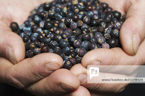 Close up of human hands holding juniper berries used to flavour craft beers.