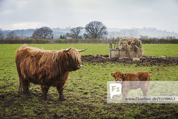A highland cow and calf in a field by a hay feed holder.