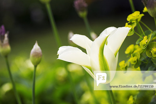 Nahaufnahme der Blüte einer weißen Tulpe.