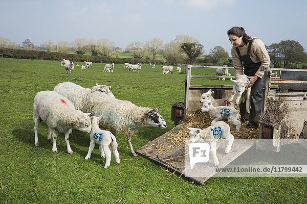 Frau auf einer Weide  die Schafe und neugeborene Lämmer mit seitlich aufgemalten Zahlen von einem Anhänger ablädt.