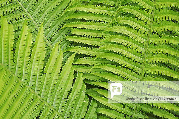 Full frame close up of fern fronds.