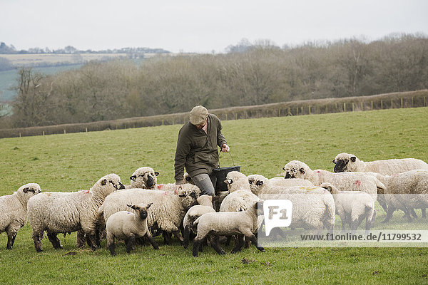 A farmer in a field feeding a flock of sheep.