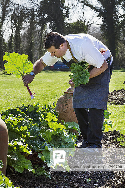 Man wearing chef's apron harvesting fresh rhubarb in a kitchen garden.