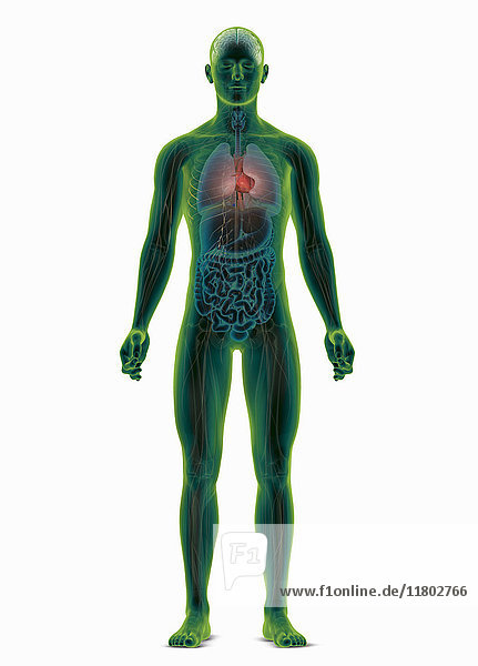 Computergenerierte biomedizinische Illustration des menschlichen Körpers mit hervorgehobenem Herz