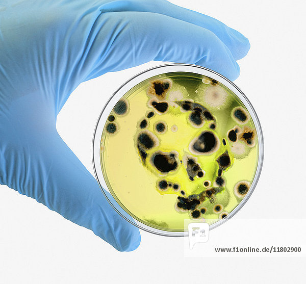 Digital manipuliertes Bild eines sterilen Handschuhs mit Bakterien in einer Petrischale