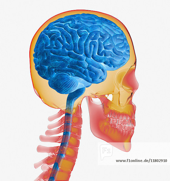 Computergenerierte biomedizinische Illustration des menschlichen Gehirns und Schädels