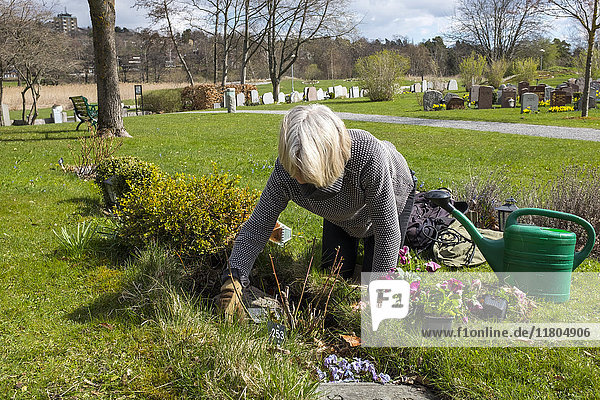 Frau pflanzt Blumen auf dem Friedhof