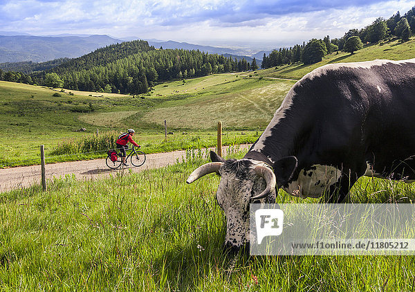 Man on solo bicycle road trip with cattle grazing in foreground