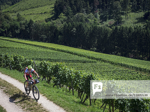 Mountain biker riding on a track through vineyards in the Southern Black Forest