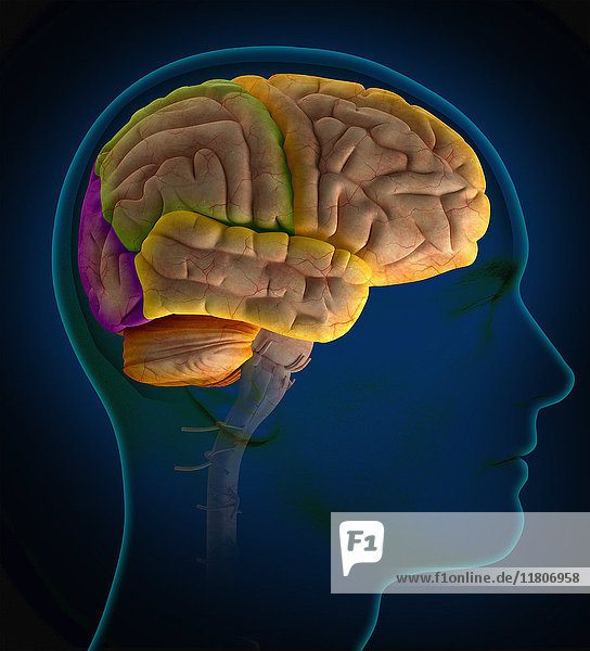 Computergenerierte biomedizinische Illustration des Hirnlappens und menschlichen Gehirns im Schädel
