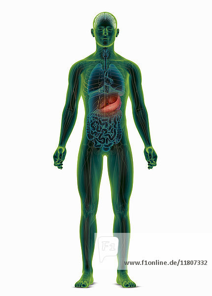 Computergenerierte biomedizinische Illustration des menschlichen Körpers mit hervorgehobenem Magen