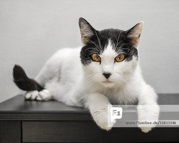 Porträt einer auf dem Tisch liegenden Katze