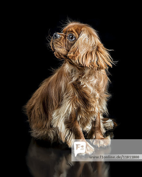 Porträt eines wegschauenden Hundes