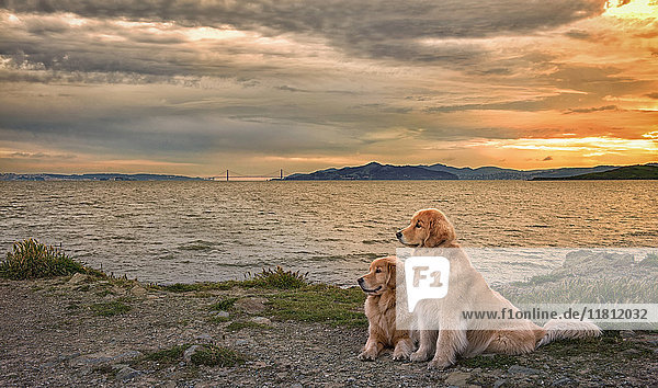 Hunde entspannen am Strand bei Sonnenuntergang