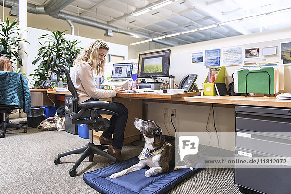 Kaukasische Frau im Büro mit Hund