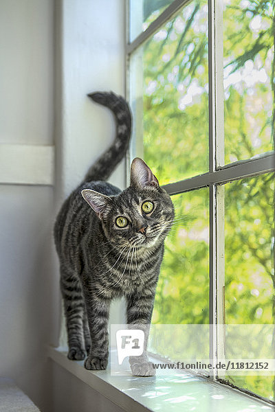 Porträt einer am Fenster stehenden Katze