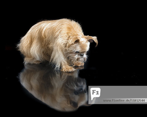 Hund starrt auf Spiegelung auf dem Boden