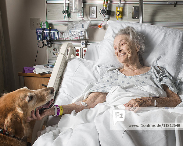 Kaukasische Frau im Krankenhaus streichelt Therapiehund